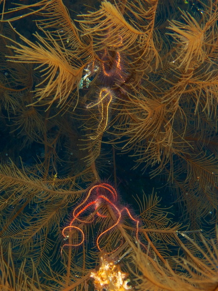 Brittle Starfish on Soft Coral IMG_5114.jpg